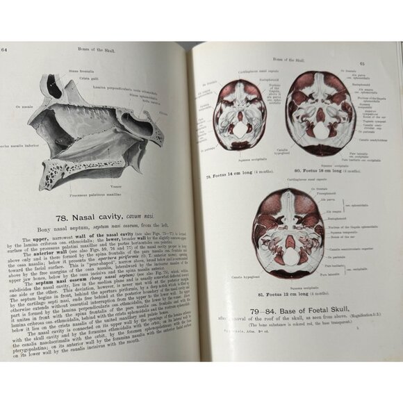 Werner Spalteholz Hand Atlas Of Human Anatomy Vol I Lippincott Medical HC Third - Picture 7 of 16